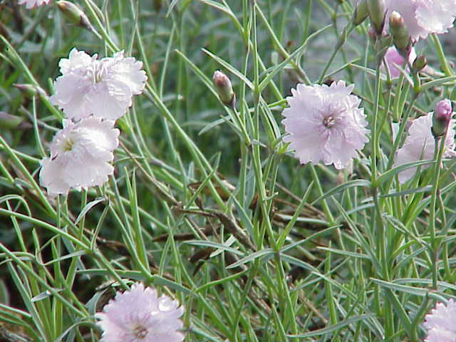 Dianthus gratianopolitanus (pinks) (alternate view 12)