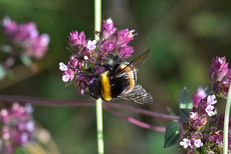 Origanum (Marjorams)