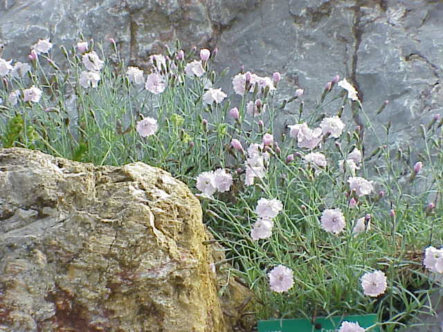 Dianthus gratianopolitanus (pinks) (alternate view 13)