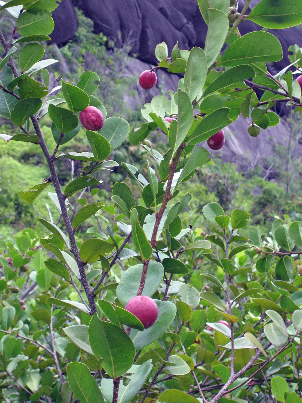 Chrysobalanus icaco (Cocoplum) (alternate view 6)
