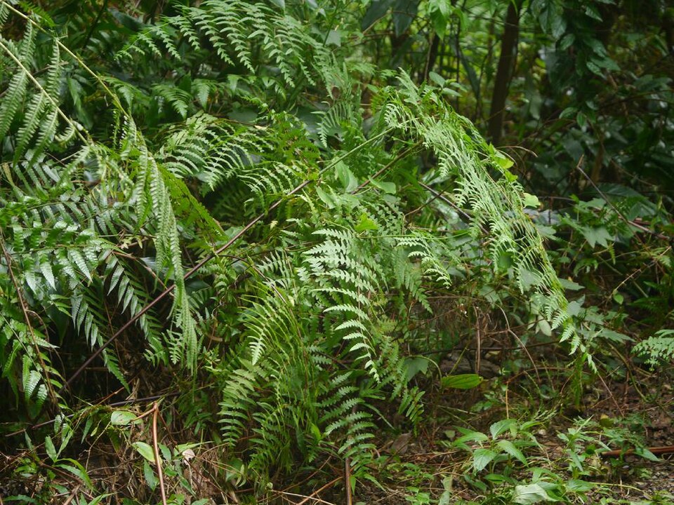 Histiopteris incisa (Water Fern) (alternate view 7)