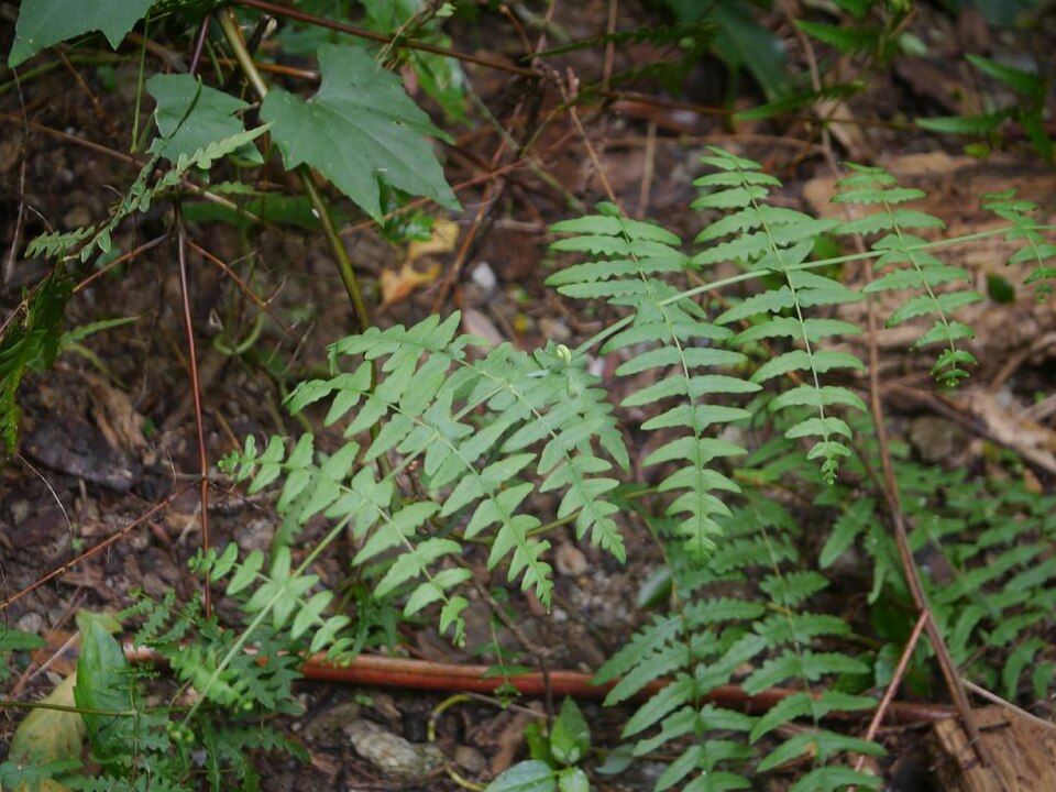 Histiopteris incisa (Water Fern) (alternate view 8)
