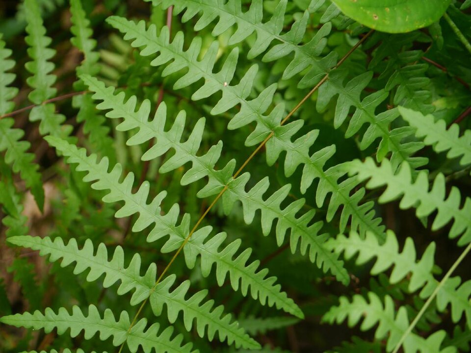 Histiopteris incisa (Water Fern) (alternate view 9)
