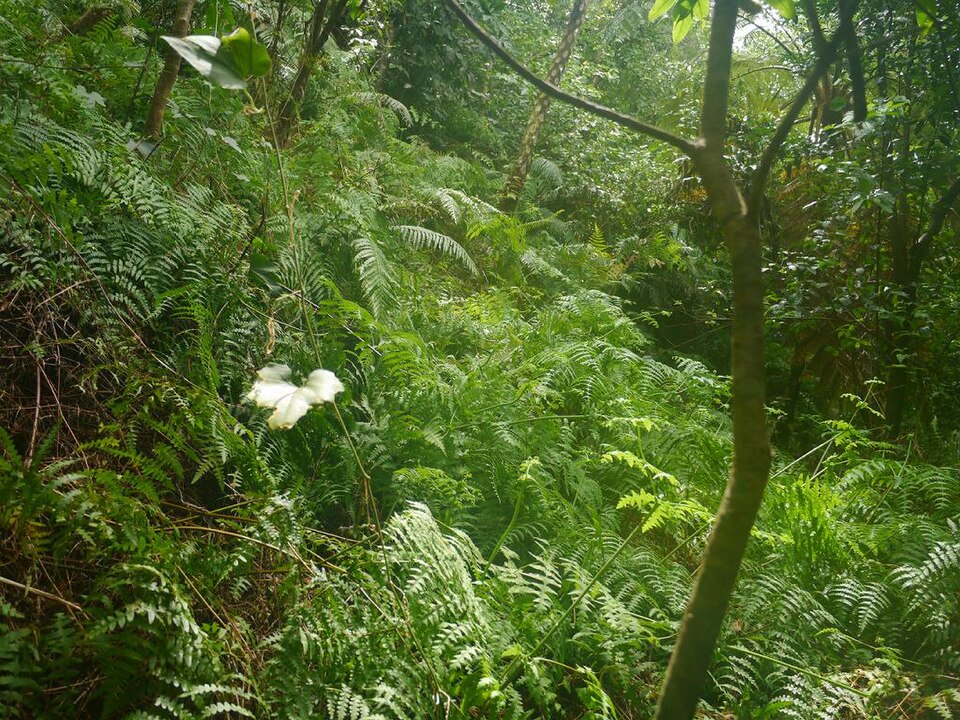 Histiopteris incisa (Water Fern) (alternate view 10)