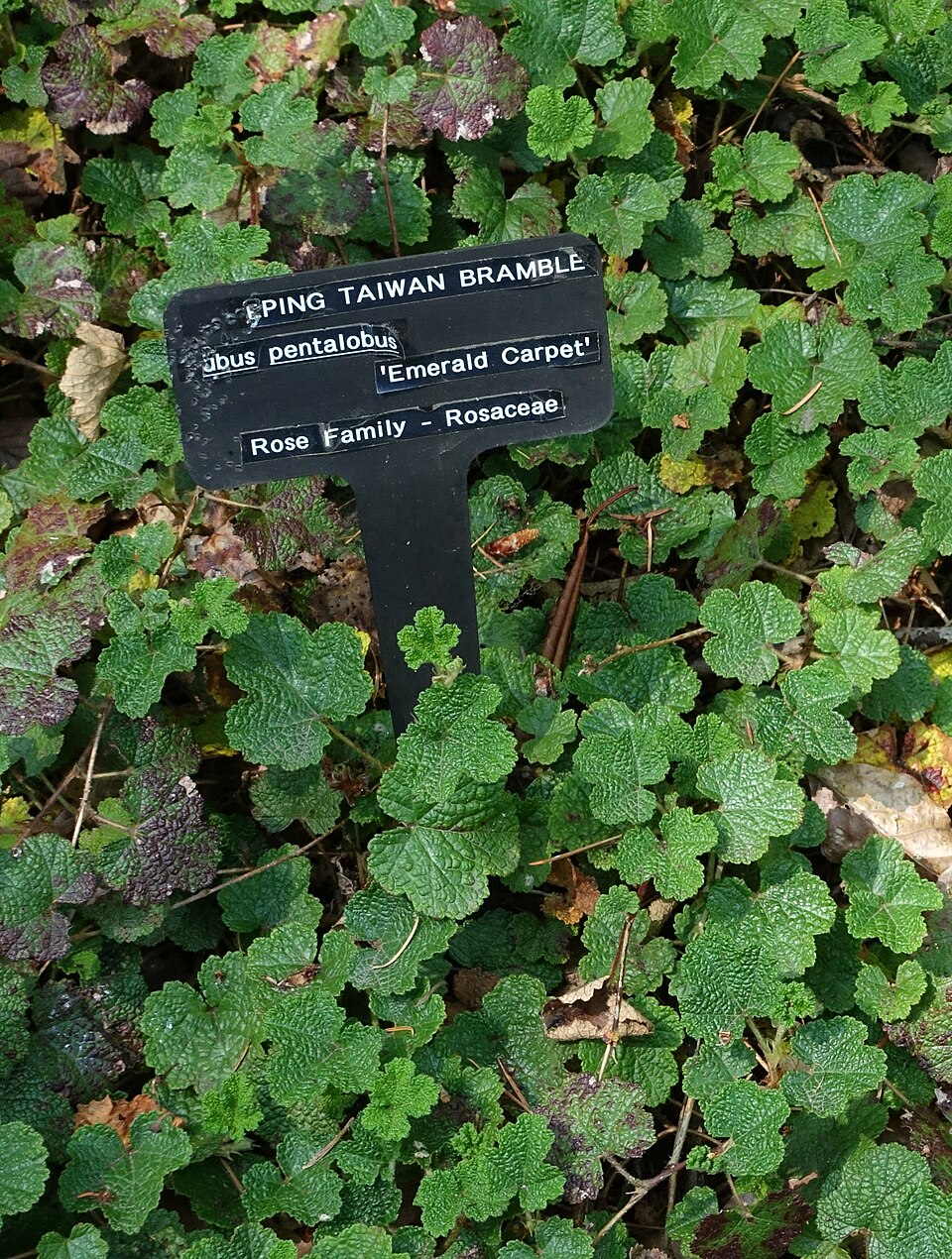 Rubus rolfei (Creeping Bramble) (alternate view 7)