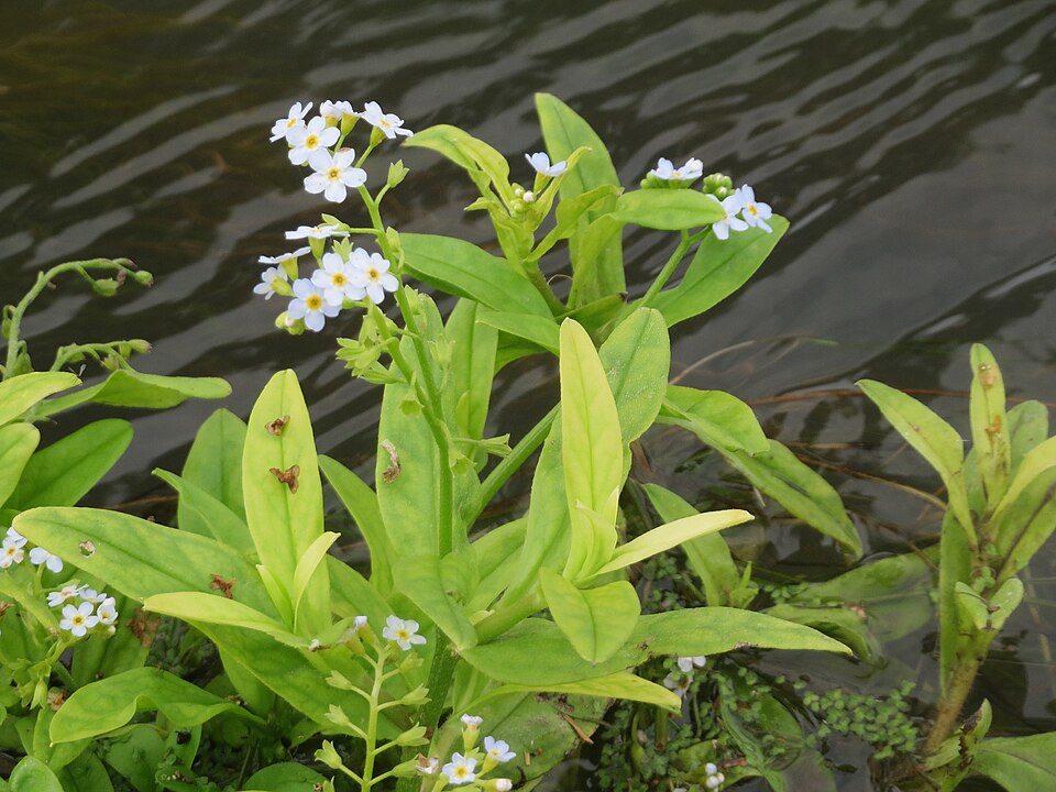 Myosotis scorpioides (water forget-me-not) (alternate view 10)