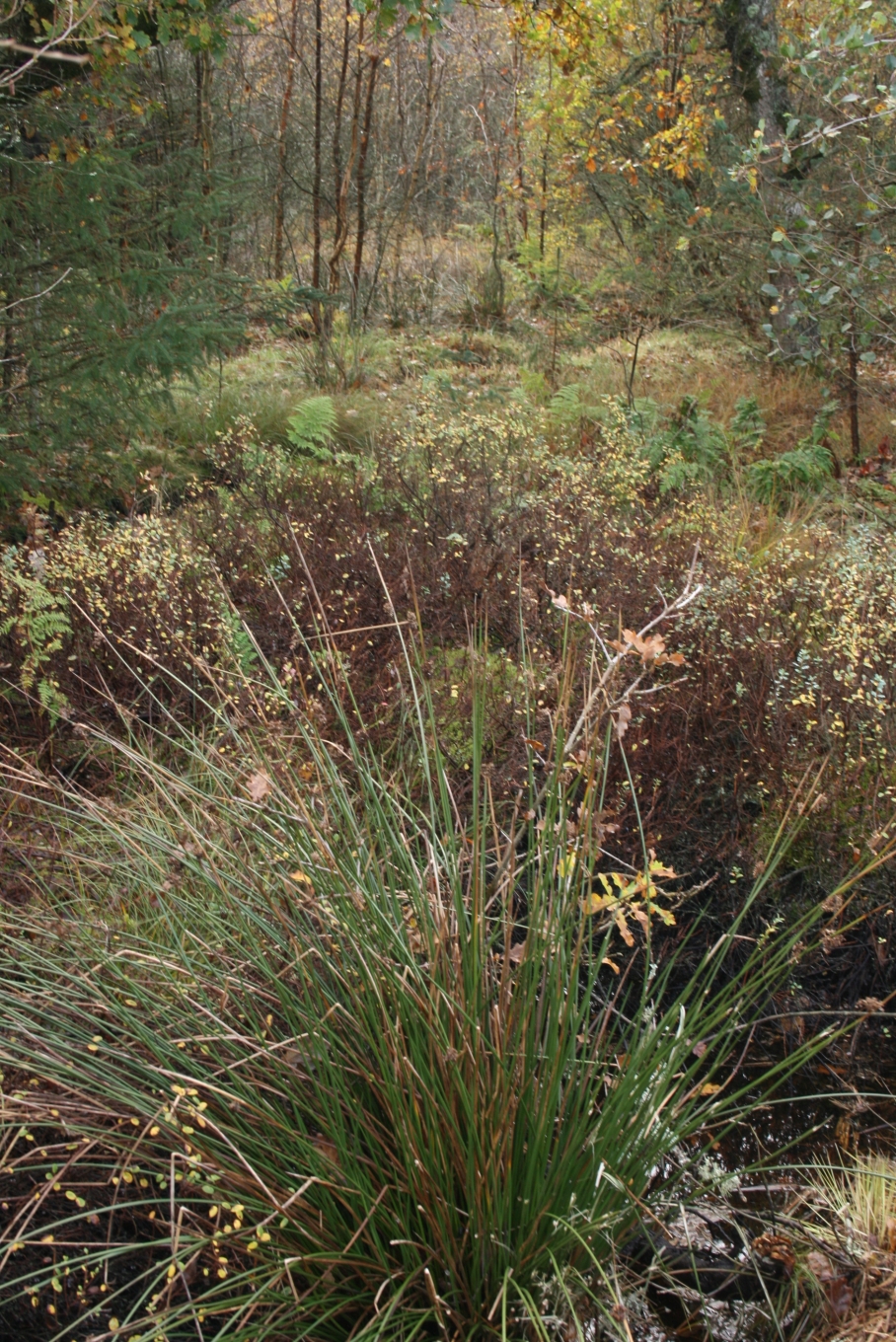 Juncus effusus (soft rush) (alternate view 8)