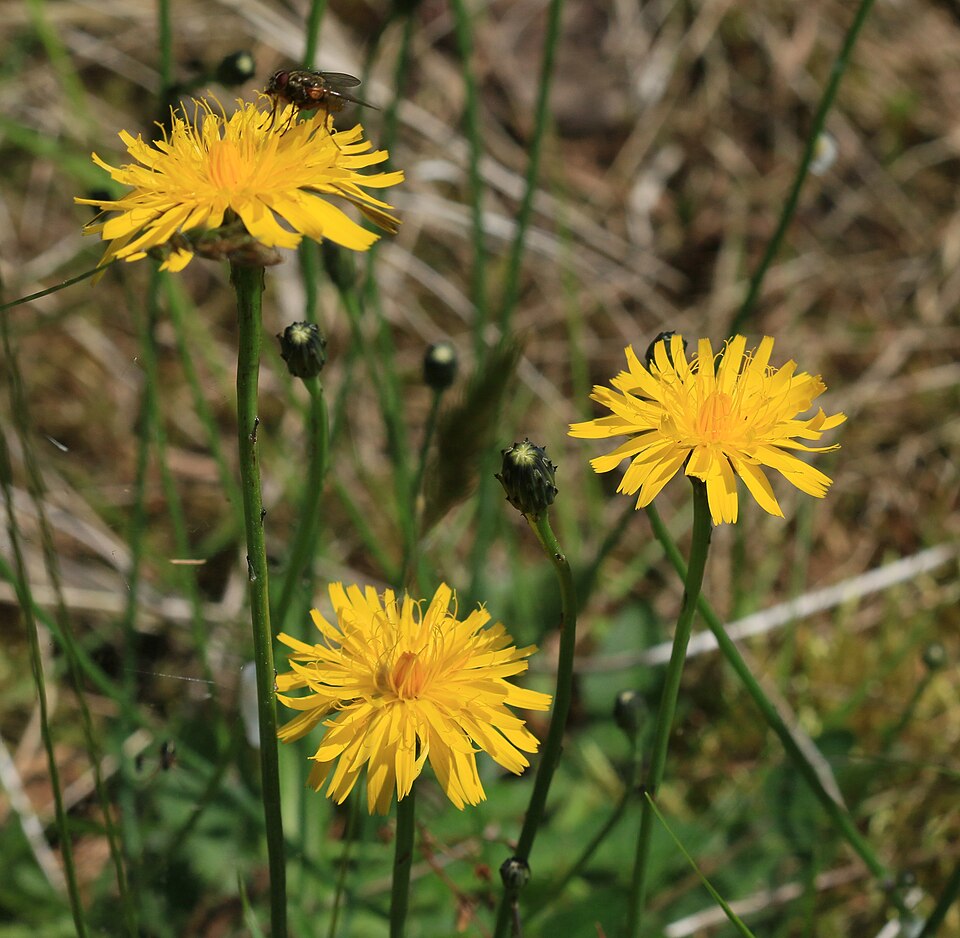 Crepis (hawksbeards) (alternate view 6)