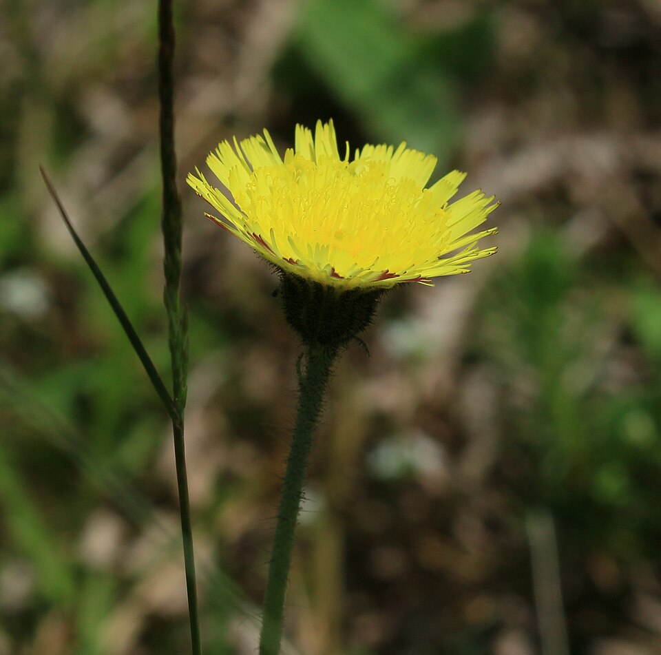 Hieracium (hawkweeds) (alternate view 5)