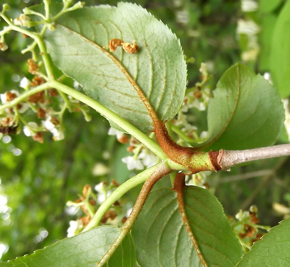 Viburnum rufidulum (Rusty Blackhaw) (alternate view 8)
