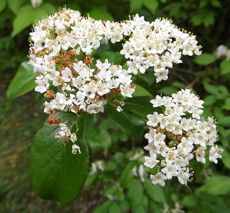 Viburnum rufidulum (Rusty Blackhaw) (alternate view 9)