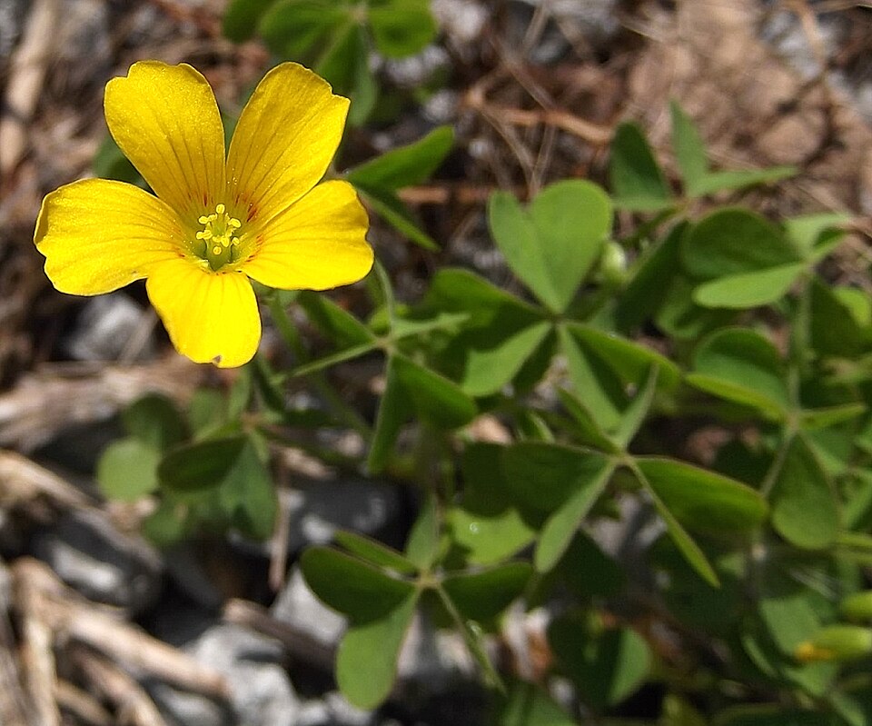 Oxalis corniculata (trailing yellow sorrel) (alternate view 9)