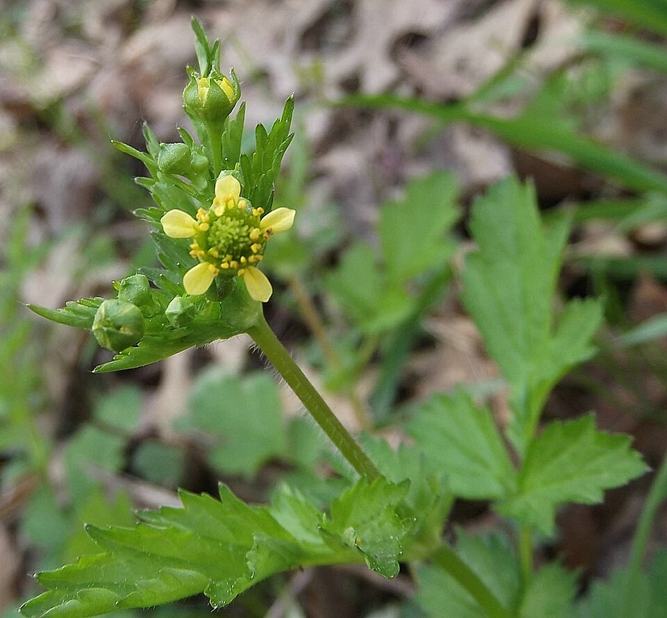 Geum vernum (Spring Avens) (alternate view 7)