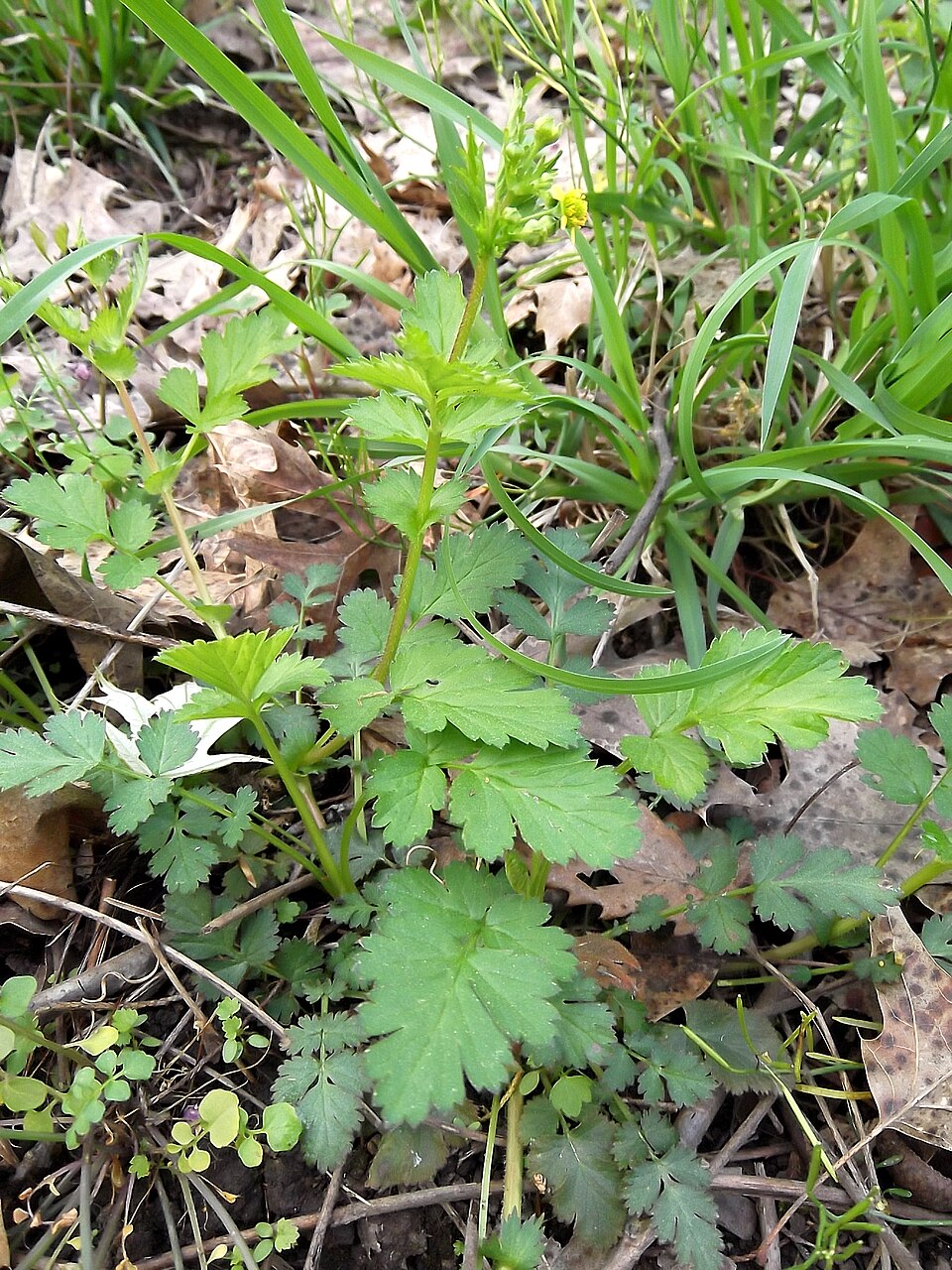 Geum vernum (Spring Avens) (alternate view 8)