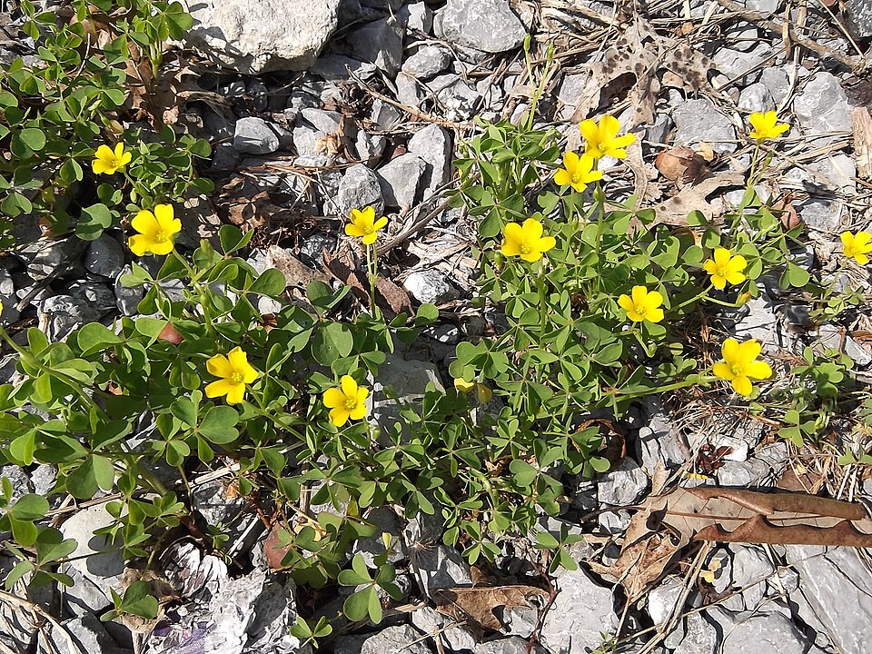 Oxalis corniculata (trailing yellow sorrel) (alternate view 10)