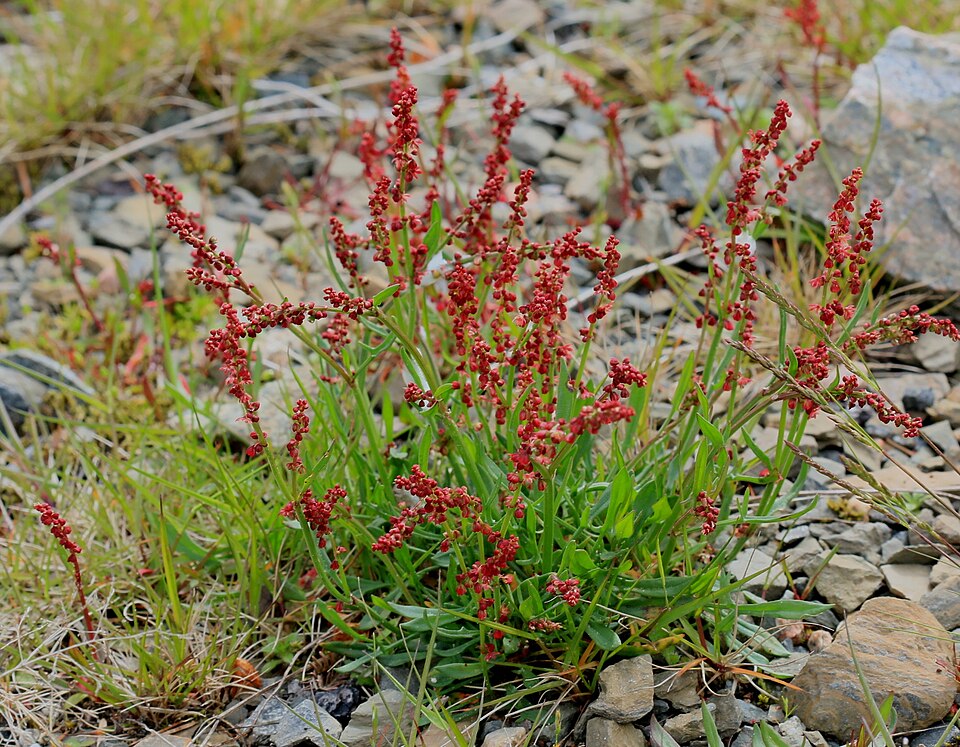 Rumex (docks and sorrels) (alternate view 7)