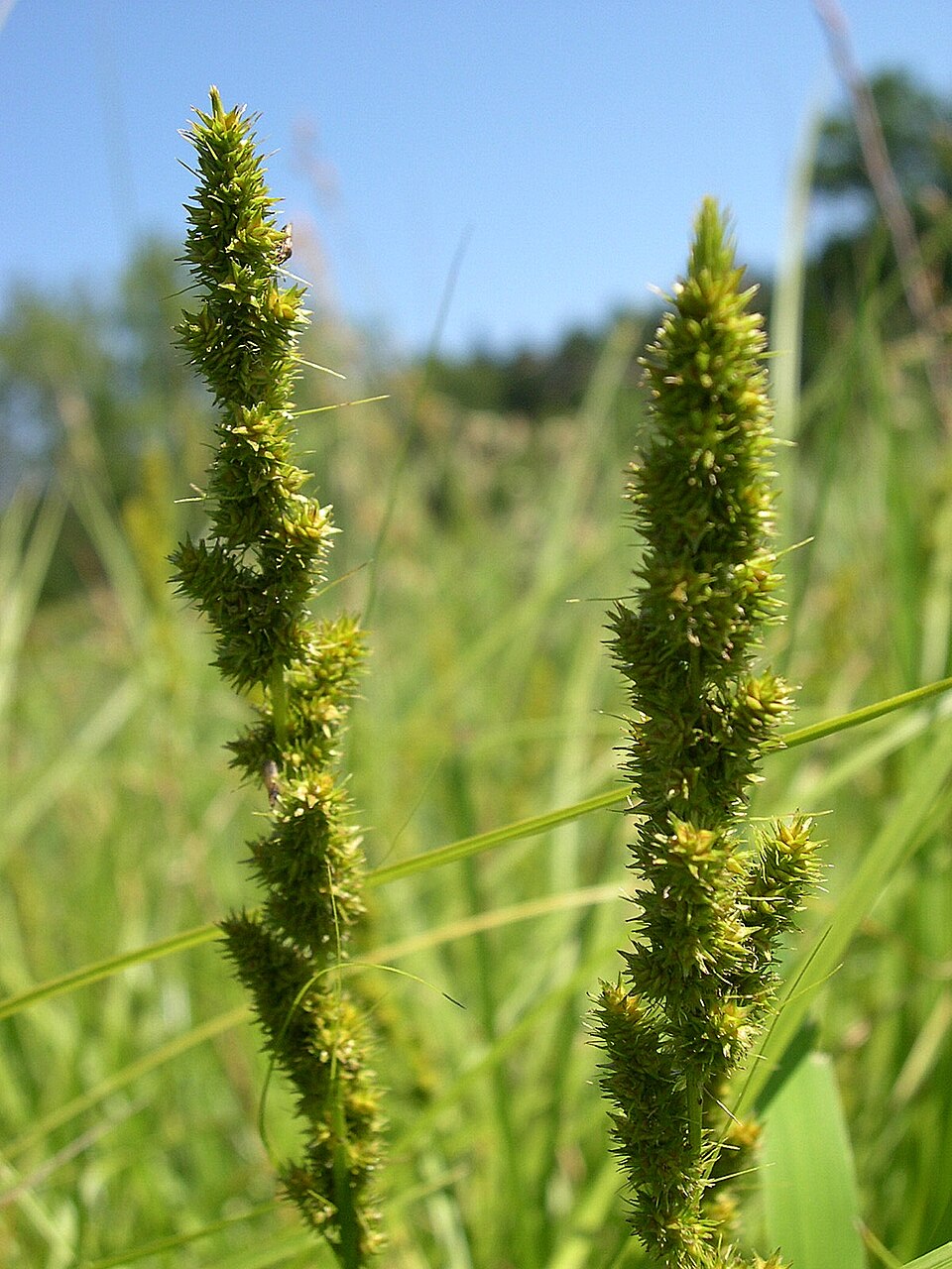 Carex vulpinoidea (Fox Sedge) (alternate view 6)