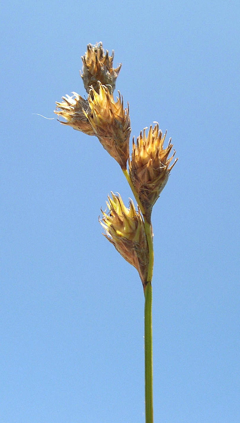 Carex bicknellii (Bicknell's Sedge) (alternate view 5)