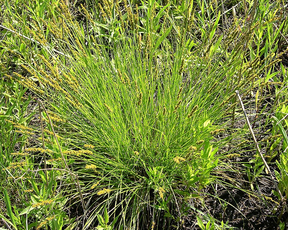 Carex vulpinoidea (Fox Sedge) (alternate view 7)