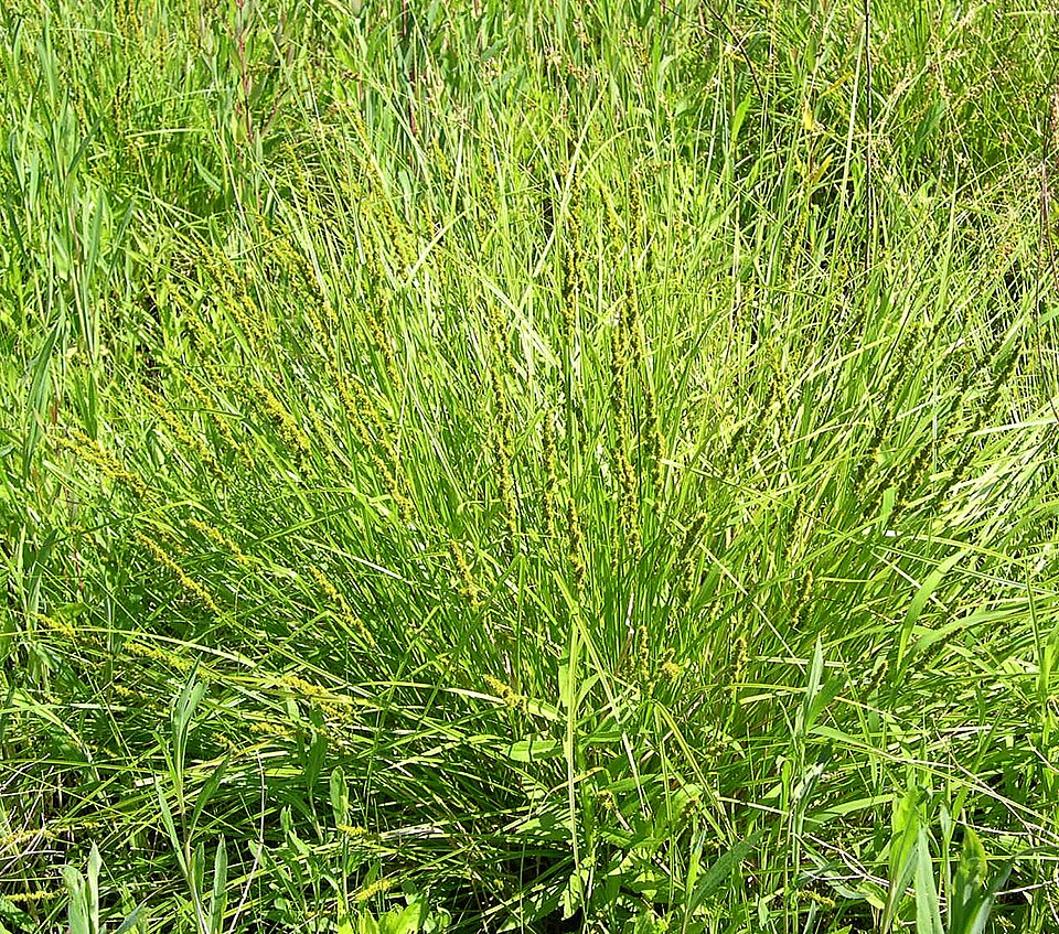 Carex vulpinoidea (Fox Sedge) (alternate view 8)