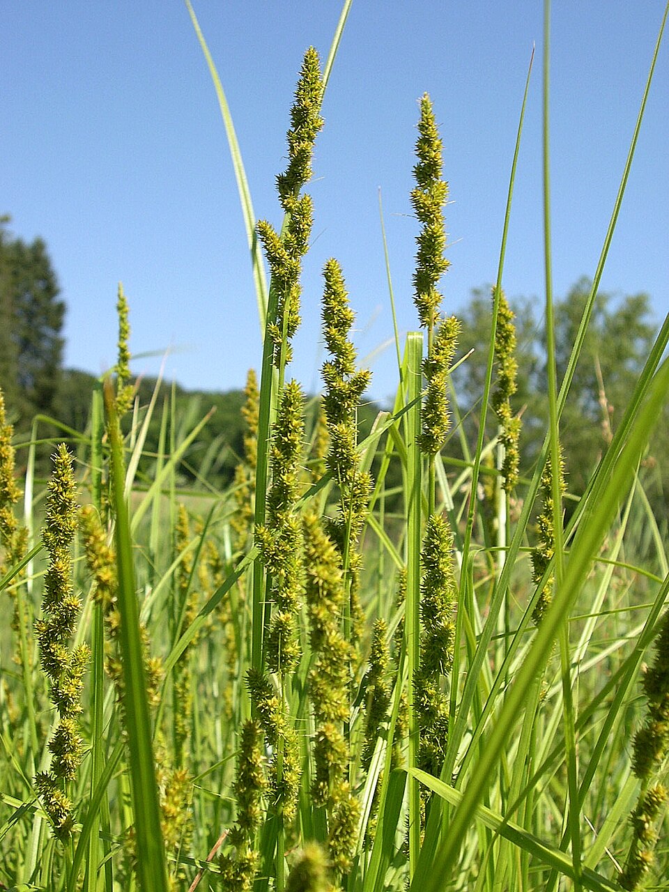 Carex vulpinoidea (Fox Sedge) (alternate view 9)
