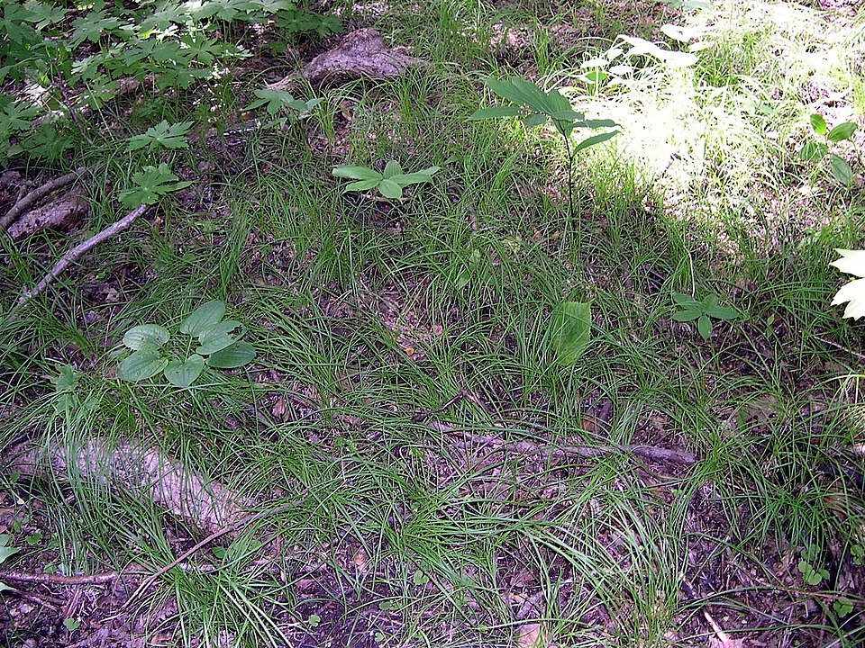 Carex pensylvanica (Pennsylvania Sedge) (alternate view 8)