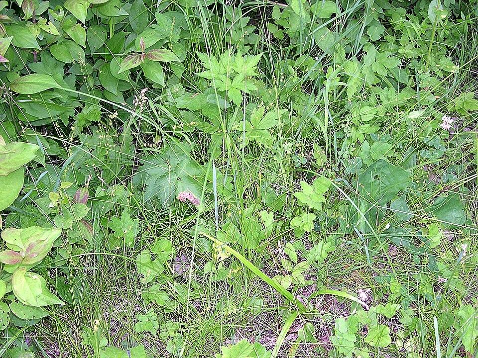 Carex radiata (Eastern Star Sedge) (alternate view 6)