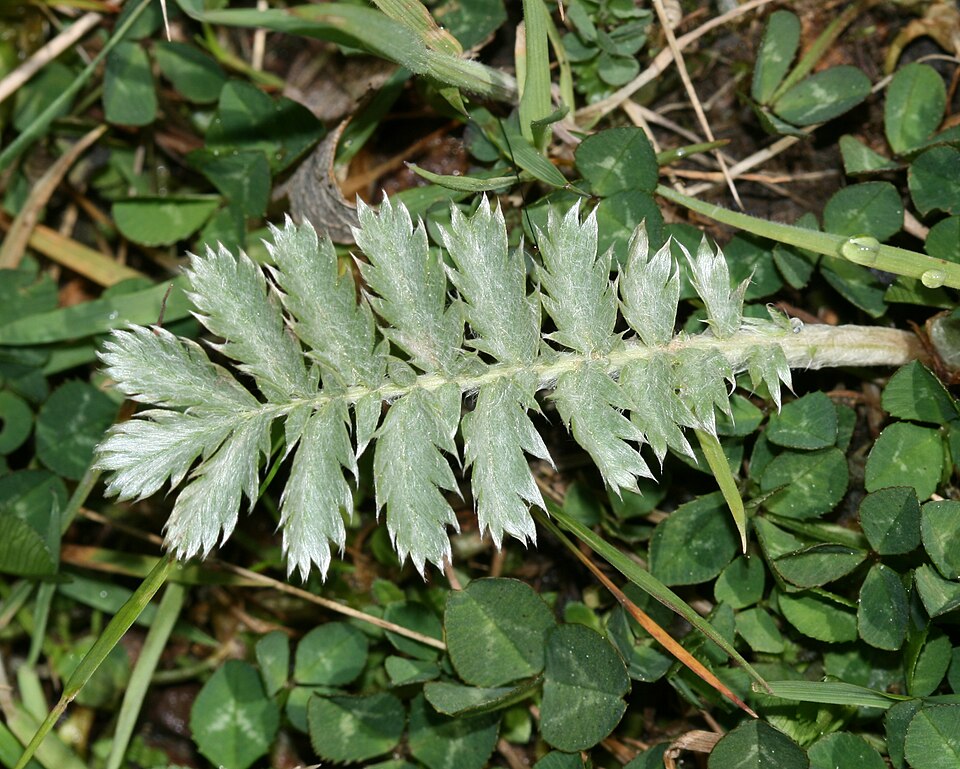 Potentilla anserina (Pacific Silverweed) (alternate view 8)