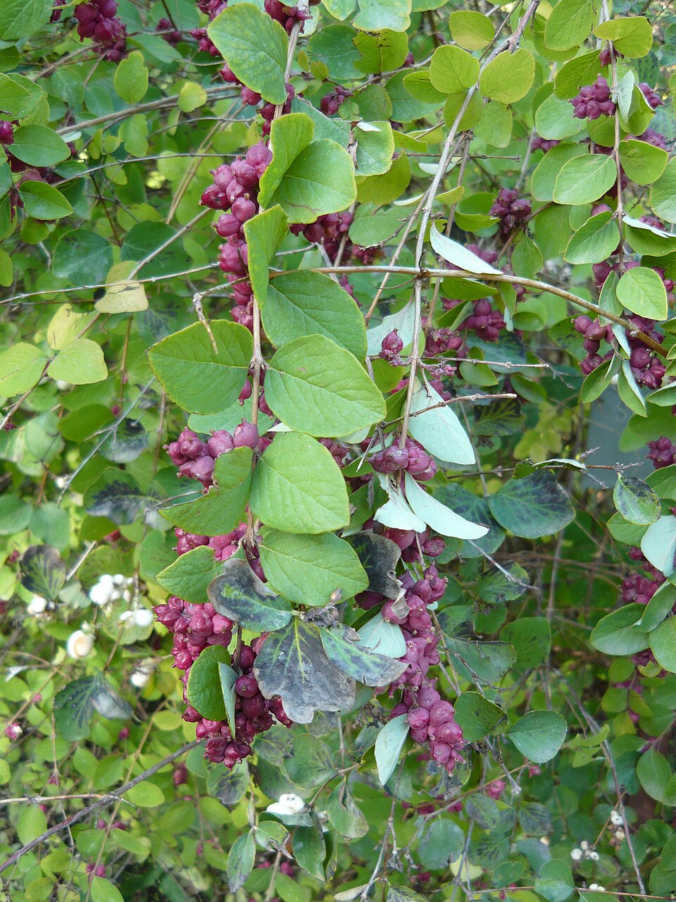 Symphoricarpos orbiculatus (coralberry)
