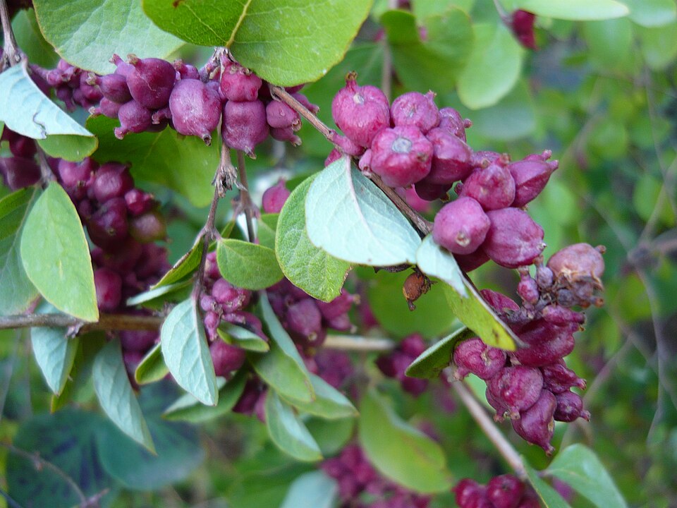 Symphoricarpos orbiculatus (coralberry)