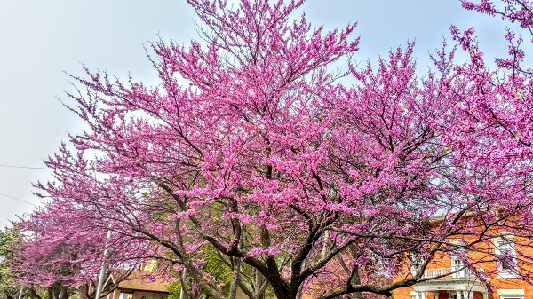 Cercis canadensis (redbud) (alternate view 2)