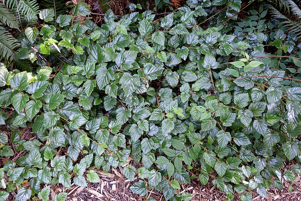 Rubus tricolor (Chinese Bramble)