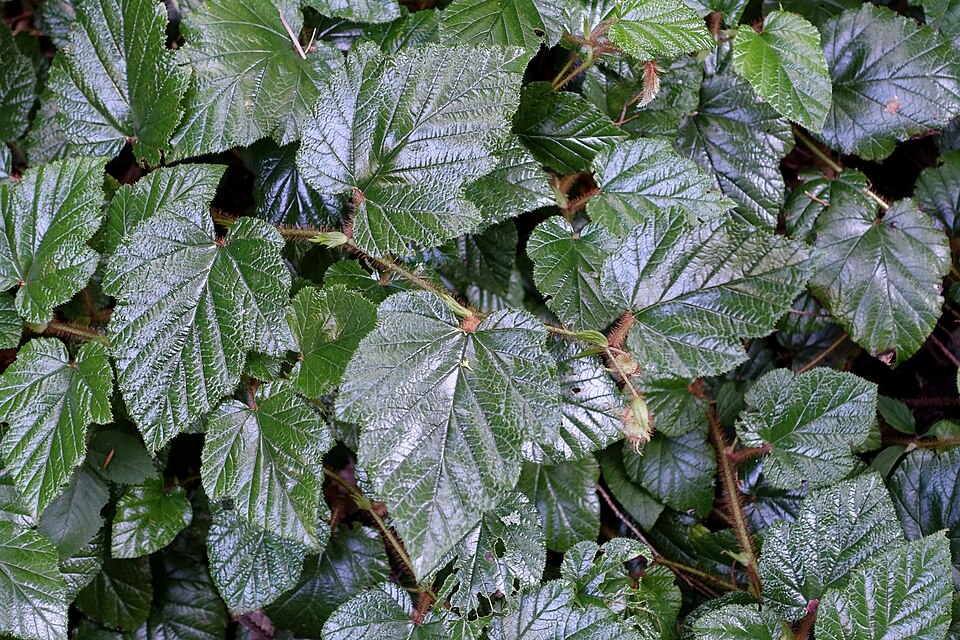 Rubus tricolor (Chinese Bramble)