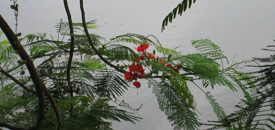 Delonix regia (Royal Poinciana) (alternate view 5)