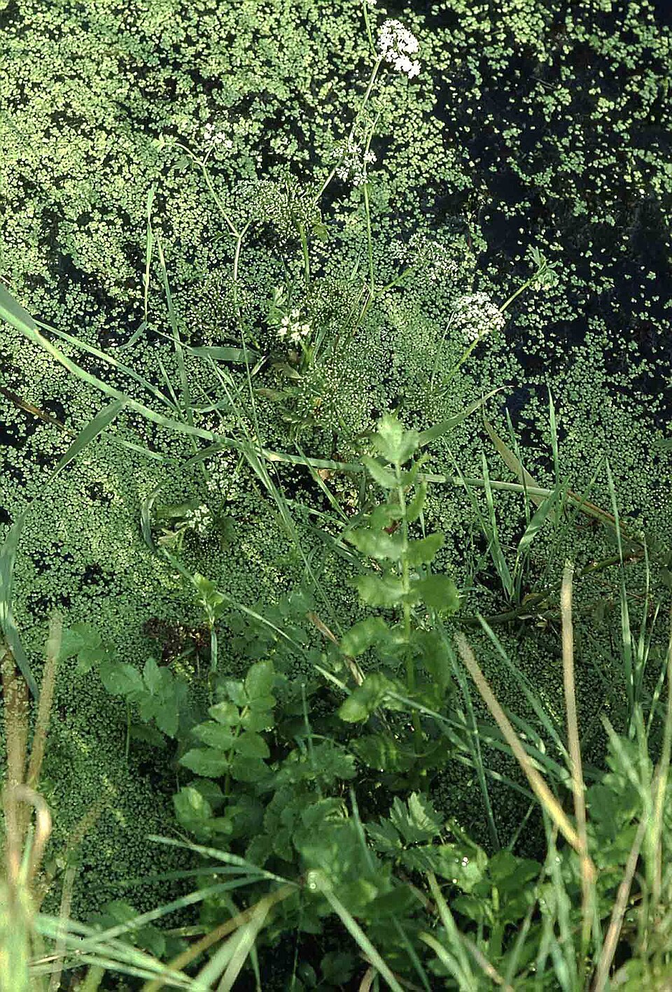 Berula erecta (cutleaf water parsnip)