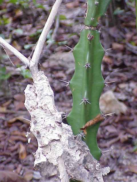 Acanthocereus tetragonus (Fairy Castle Cactus) (alternate view 5)