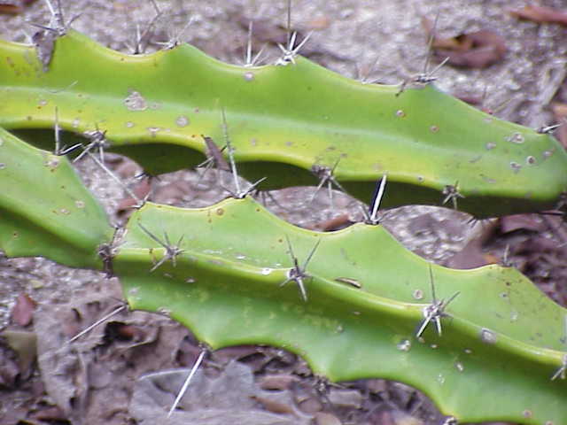 Acanthocereus tetragonus (Fairy Castle Cactus) (alternate view 6)