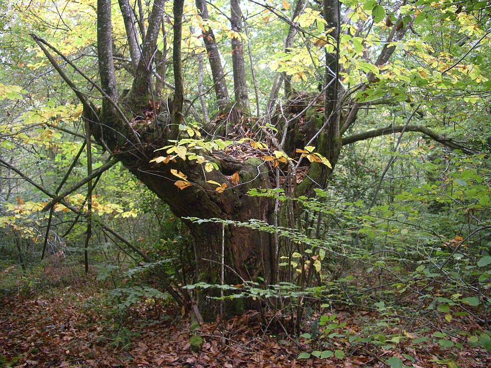 Castanea sativa (Sweet Chestnut)