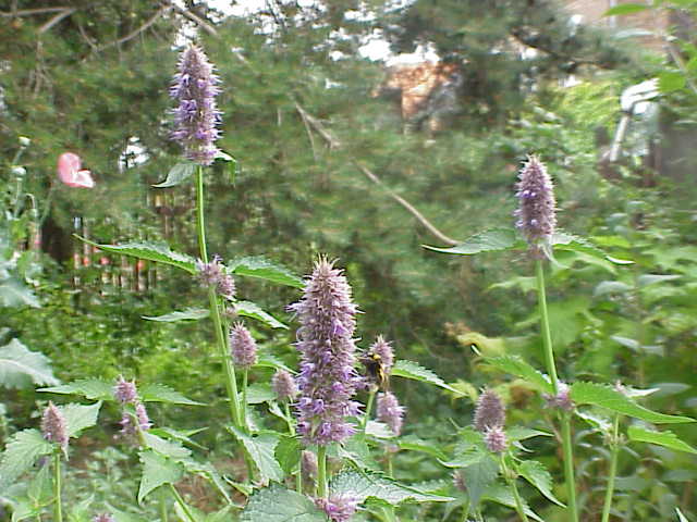 Agastache foeniculum (Anise Hyssop) (alternate view 9)