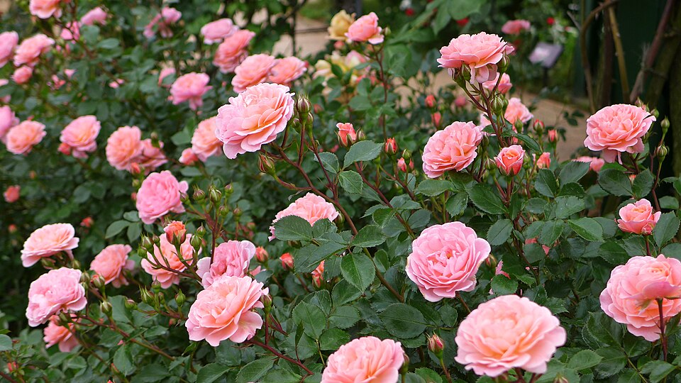 Rosa 'Sweet Drift' (Sweet Drift Rose)