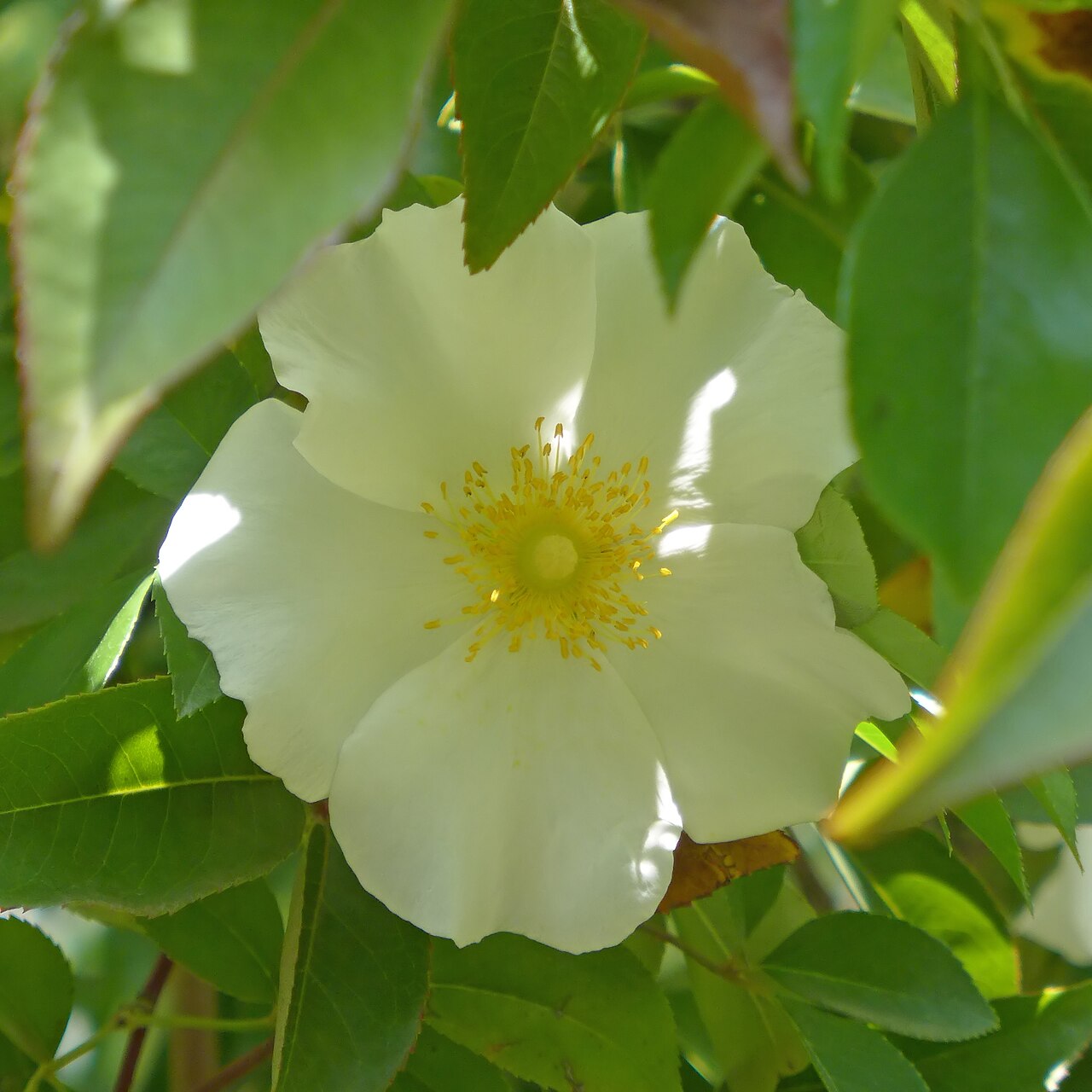 Rosa laevigata, Cherokee rose — climbing semi-evergreen (Rosaceae) (image 8 of 10)