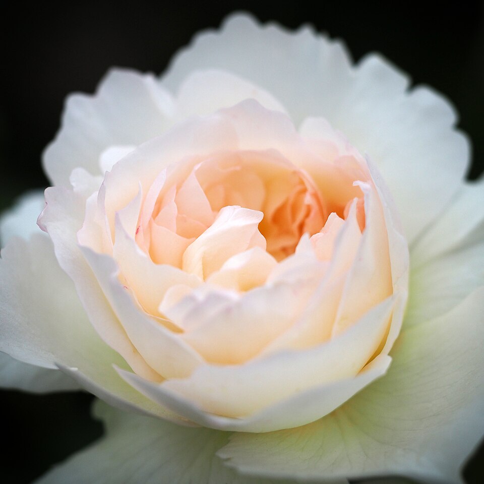 Rosa 'Bolero' (Bolero Rose) (alternate view 2)