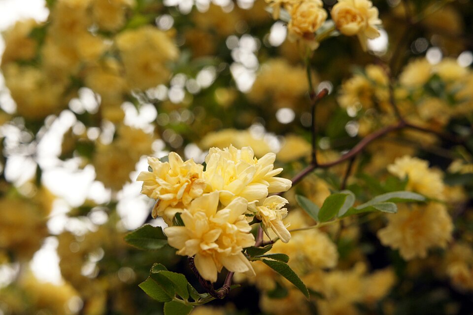 Rosa banksiae (Lady Banks Rose) (alternate view 11)