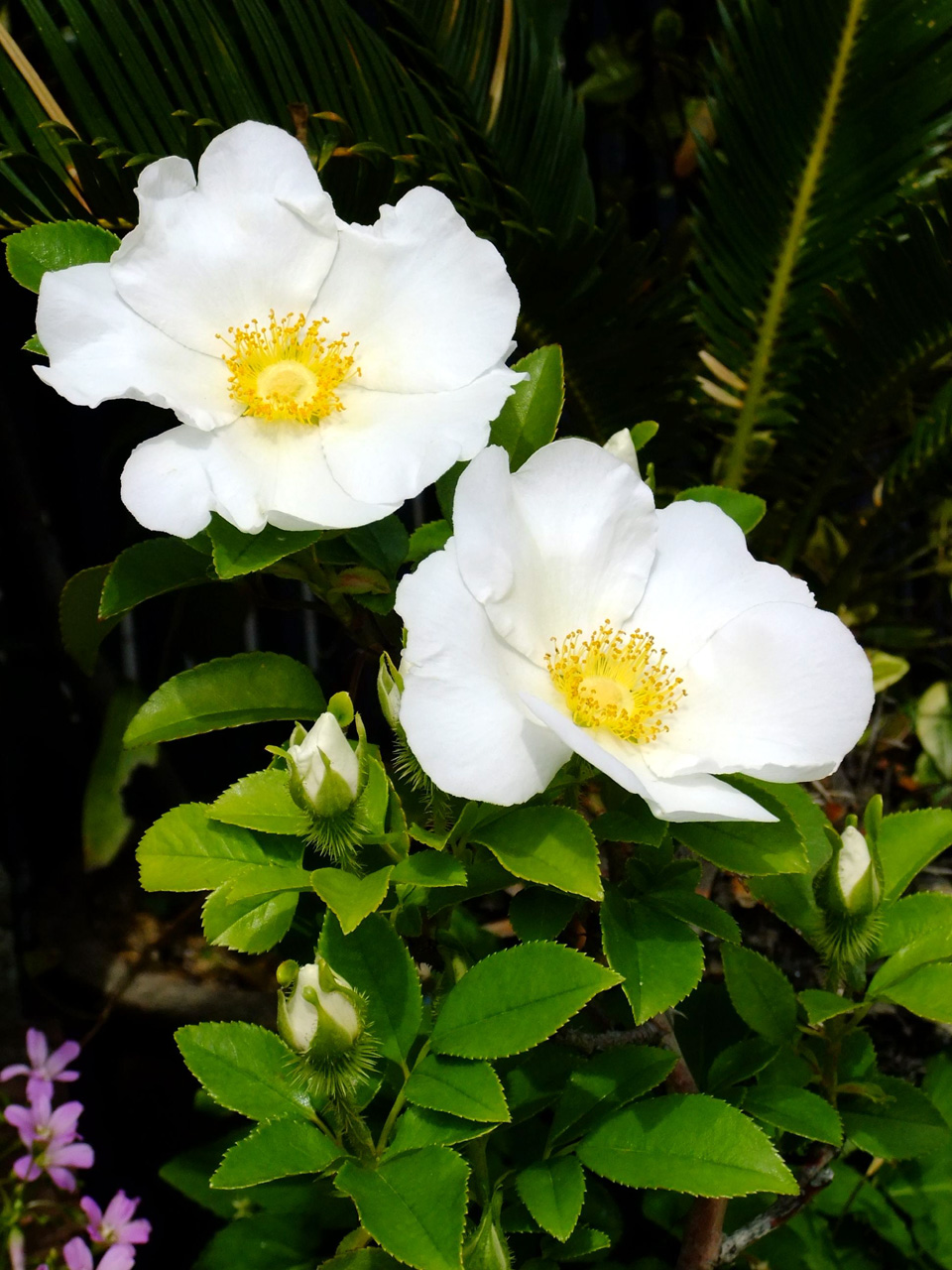 Rosa laevigata, Cherokee rose — climbing semi-evergreen (Rosaceae) (image 9 of 10)