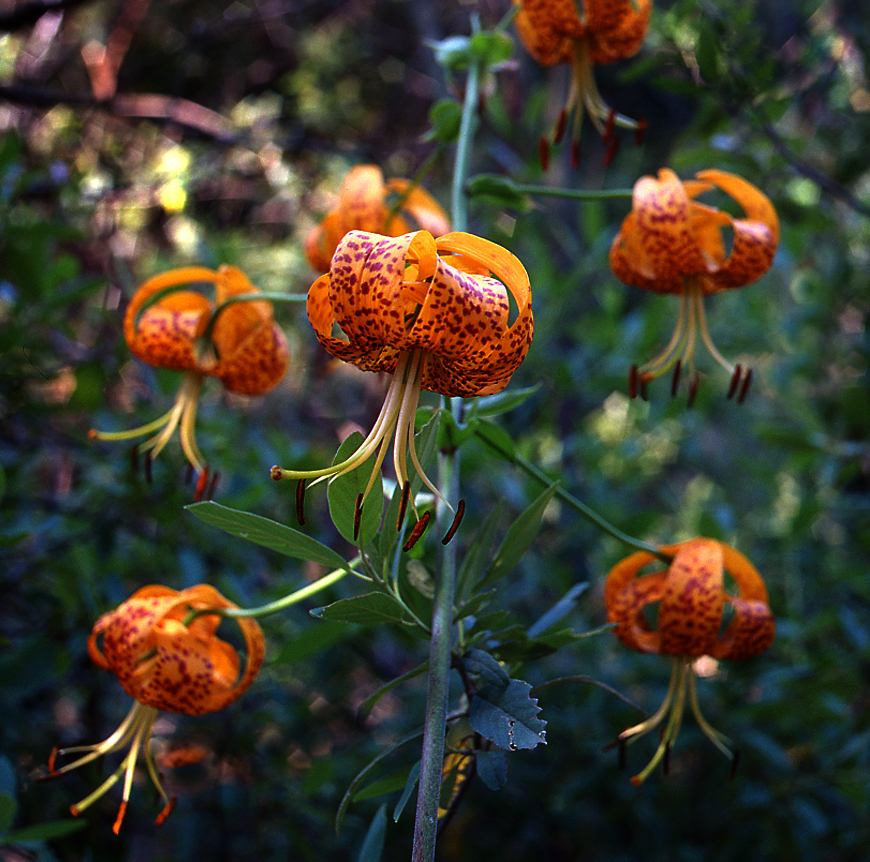 Lilium pardalinum (Leopard Lily) (alternate view 6)