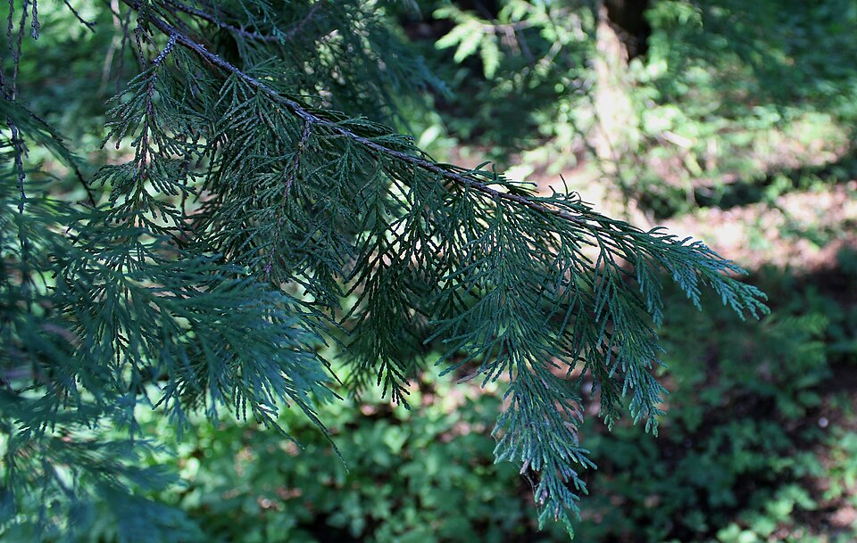 Chamaecyparis lawsoniana 'Glauca' (Blue Lawson Cypress)