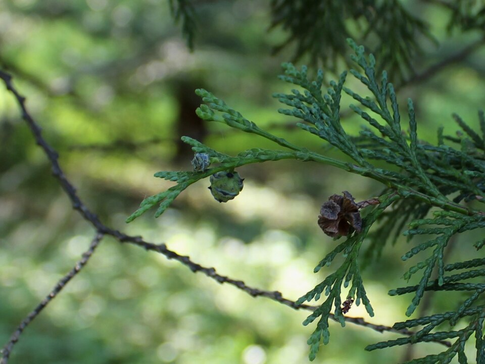 Chamaecyparis lawsoniana 'Glauca' (Blue Lawson Cypress) (alternate view 2)