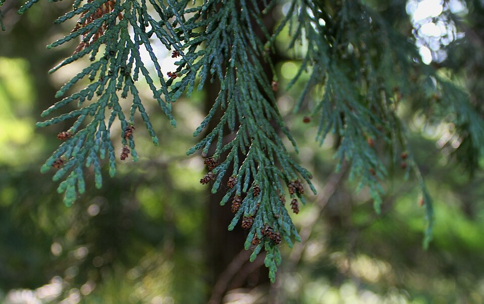Chamaecyparis lawsoniana 'Glauca' (Blue Lawson Cypress) (alternate view 3)