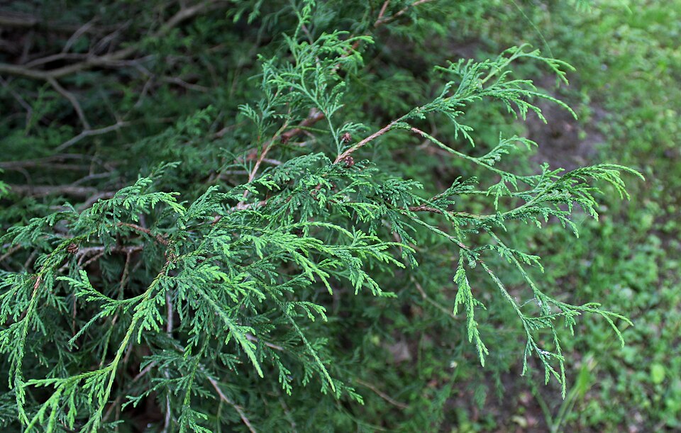 Chamaecyparis pisifera 'Filifera' (Thread Cypress) (alternate view 2)