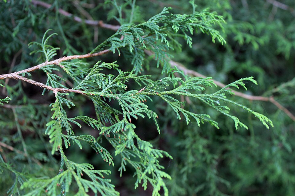 Chamaecyparis pisifera 'Filifera' (Thread Cypress) (alternate view 3)